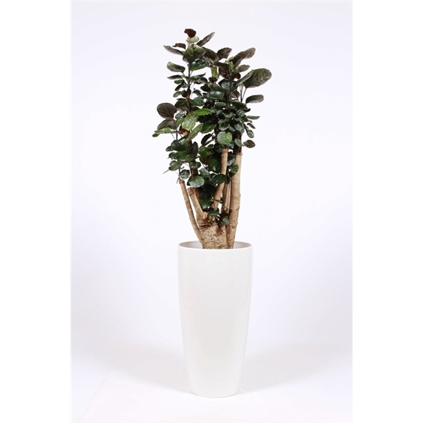 <h4>Polyscias Fabian in Santorini pot "wit"</h4>