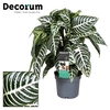 Botanica Aphelandra  Green P13 (Decorum)
