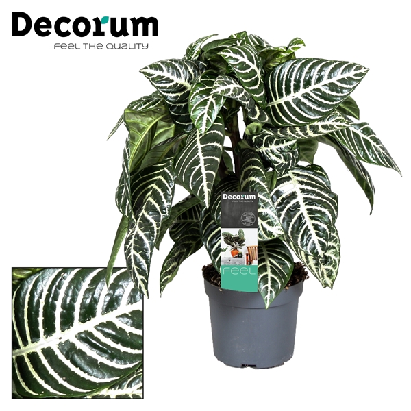 Botanica Aphelandra  Green P13 (Decorum)