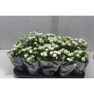 KALANCHOE DOBRADO P11 BRANCO