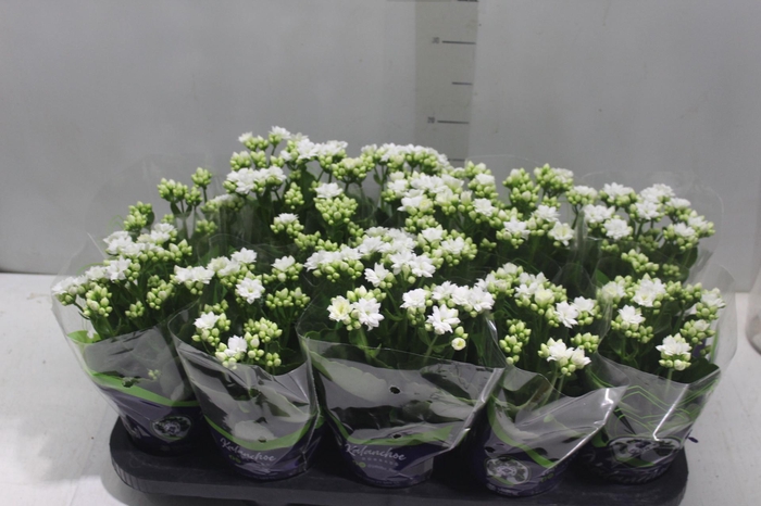<h4>KALANCHOE DOBRADO P11 BRANCO</h4>