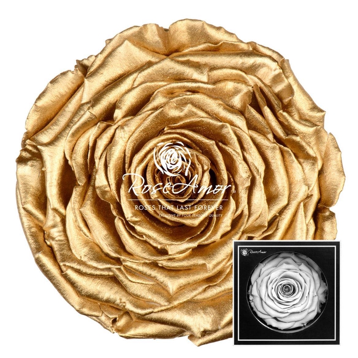 <h4>Xxl Metallic Gold</h4>