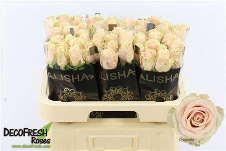 <h4>R Gr Roxanne+</h4>