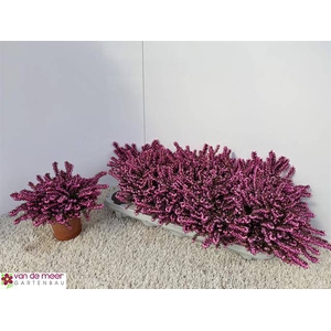 Erica Darleyensis mix 11,5Ø 16cm