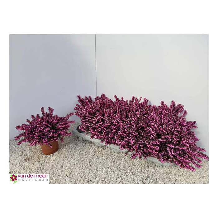 <h4>Erica Darleyensis mix 11,5Ø 16cm</h4>