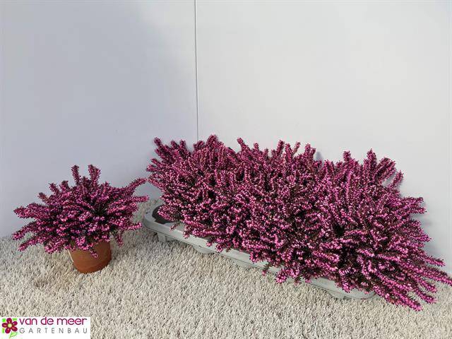 Erica Darleyensis mix 11,5Ø 16cm