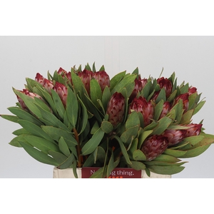 Protea Robijn