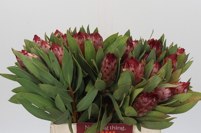 Protea Robijn