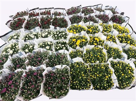 <h4>arr8 Chrys Paradiso Mixk 1 Klr Per Tray</h4>