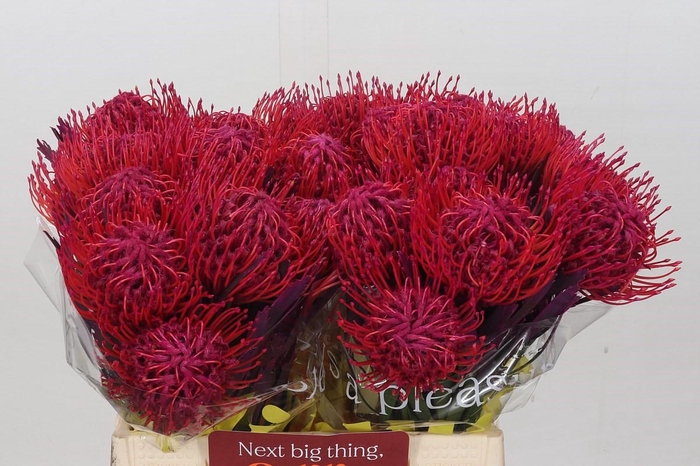 <h4>Nutans Painted Cerise</h4>