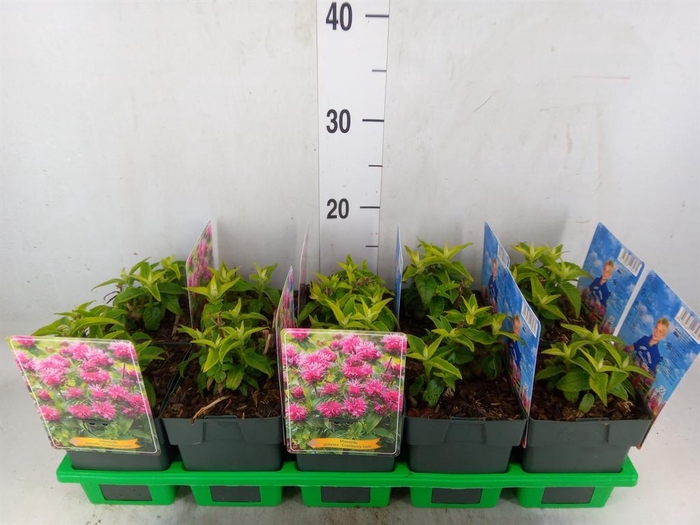 <h4>Monarda didyma</h4>