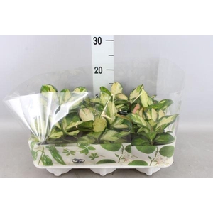 Hoya carnosa 'Tricolor'