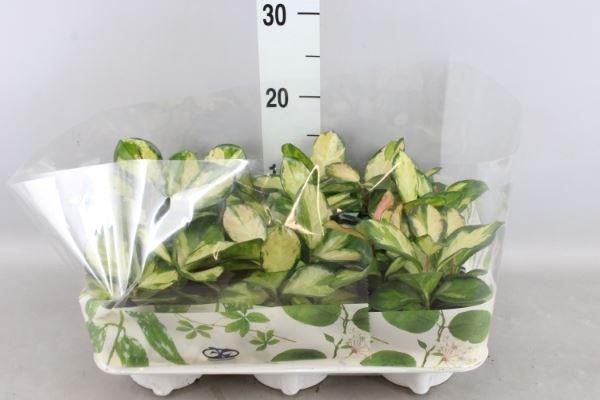 <h4>Hoya carnosa 'Tricolor'</h4>