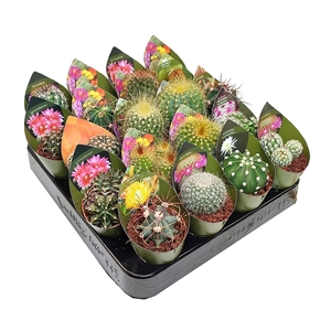 MIX CACTUS POT Ø 5,5 - TRAY 20 PCS WITH POTCOVER (CACTUS)