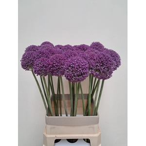 ALLIUM AMBASSADOR