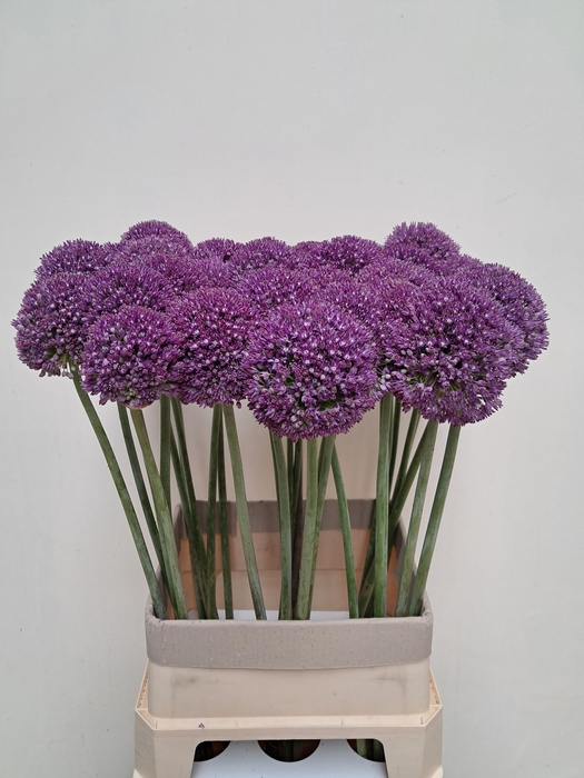 <h4>ALLIUM AMBASSADOR</h4>
