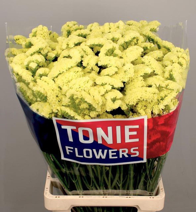 <h4>LIMONIUM SINUATUM 'YELLOW SUN BIRD'</h4>