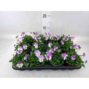 Viola corn. 'Evo Mini Lavender Pk'