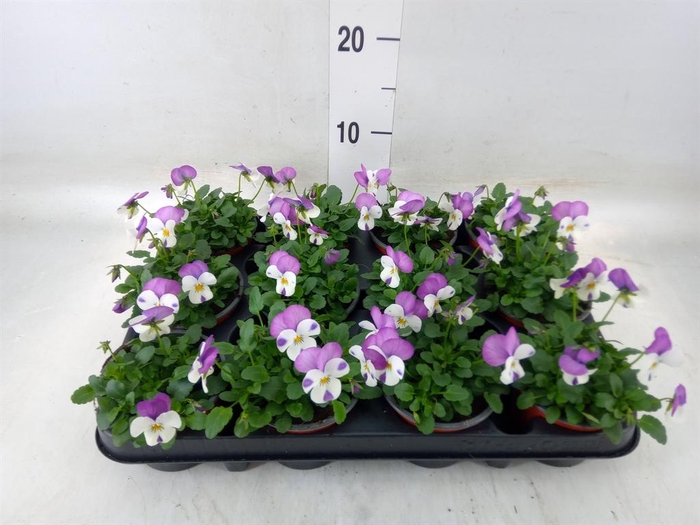 <h4>Viola corn. 'Evo Mini Lavender Pk'</h4>