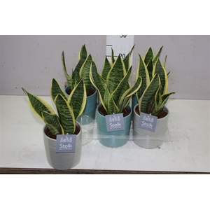 Sansevieria Tr Futura Superba Tess Keramiek