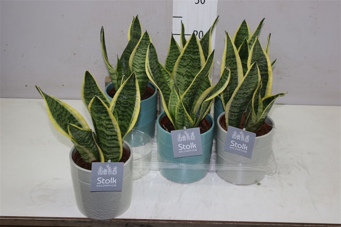 <h4>Sansevieria Tr Futura Superba Tess Keramiek</h4>