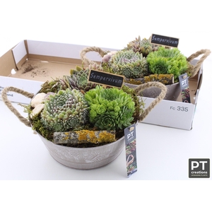 ARR SEMPERVIVUM