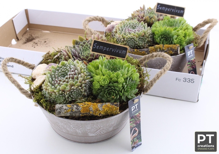 <h4>ARR SEMPERVIVUM</h4>