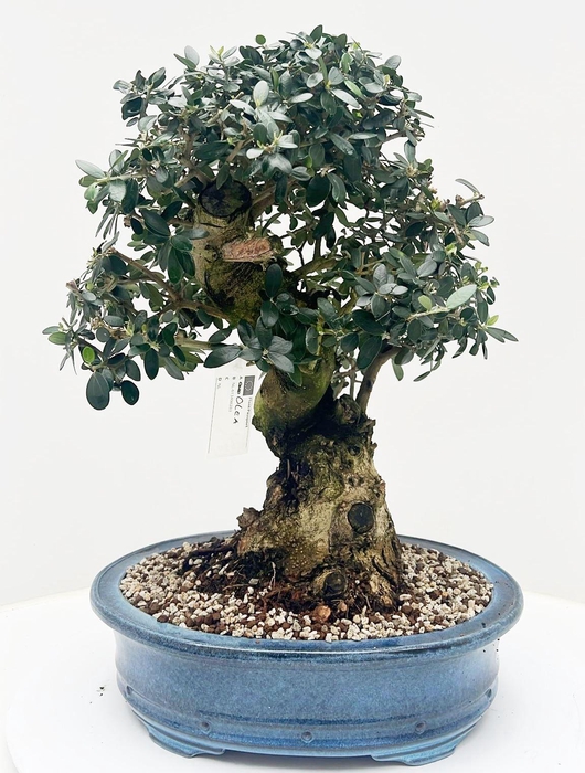 <h4>Olea europaea, pot 38cm. Height 60cm. (single item)</h4>