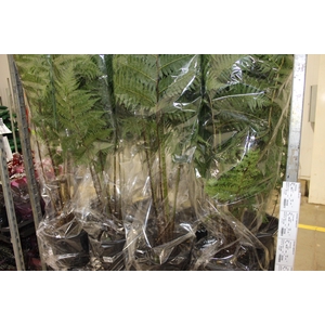 CYATHEA COOPERI P27