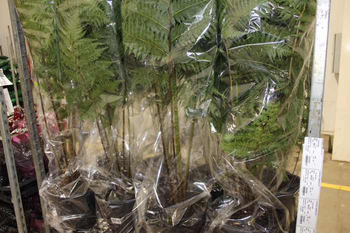 <h4>CYATHEA COOPERI P27</h4>
