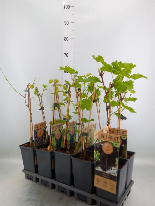 <h4>Vitis   ...</h4>