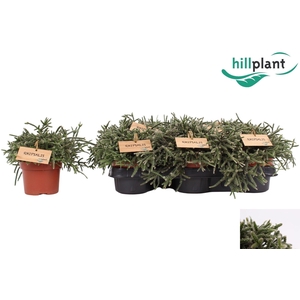 RHIPSALIS PILOCARPA