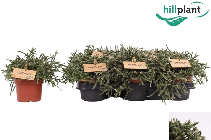 <h4>RHIPSALIS PILOCARPA</h4>