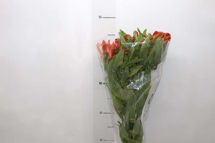 <h4>ALSTROEMERIA CINNAMON 080 CM</h4>