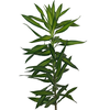 FOLHAGEM DRACENA PLEOMELE LIMÃO