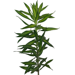 FOLHAGEM DRACENA PLEOMELE LIMÃO