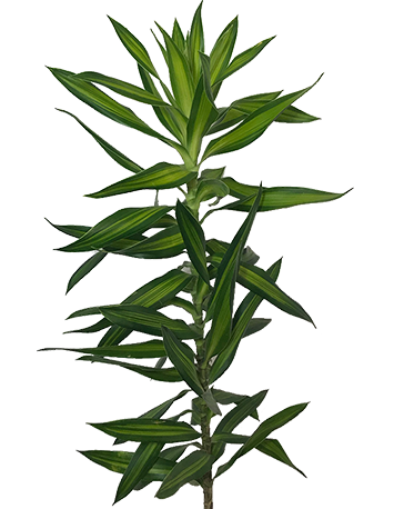 FOLHAGEM DRACENA PLEOMELE LIMÃO