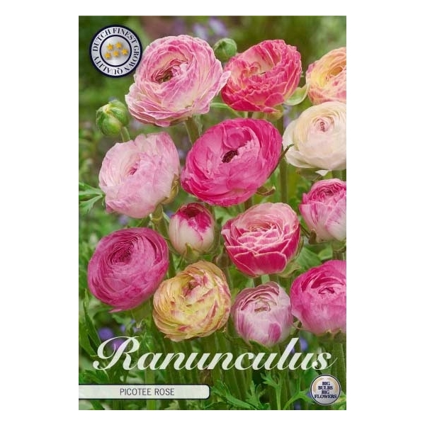 <h4>Ranunculus Picotee Rose x10 6/7</h4>