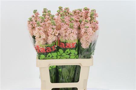 Matth Iron Apricot