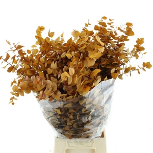 Pres Stuartiana Autumn Yellow Super