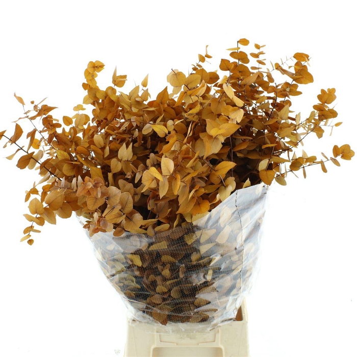 <h4>Pres Stuartiana Autumn Yellow Super</h4>
