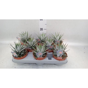 Haworthia fasciata 'Alba'