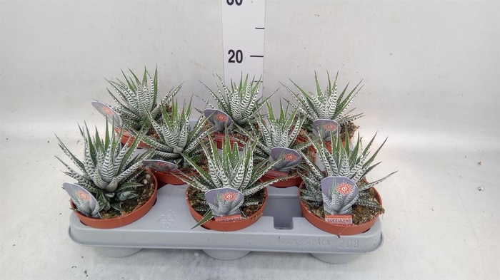 <h4>Haworthia fasciata 'Alba'</h4>