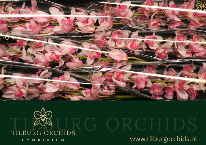 <h4>CYMB T EARLY CHARM</h4>