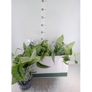 Scindapsus pictus 'Trebie'