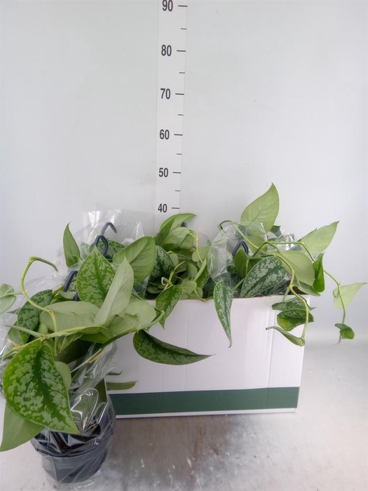 <h4>Scindapsus pictus 'Trebie'</h4>