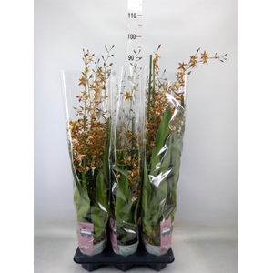 Oncidium  'Barrocco Bronze'