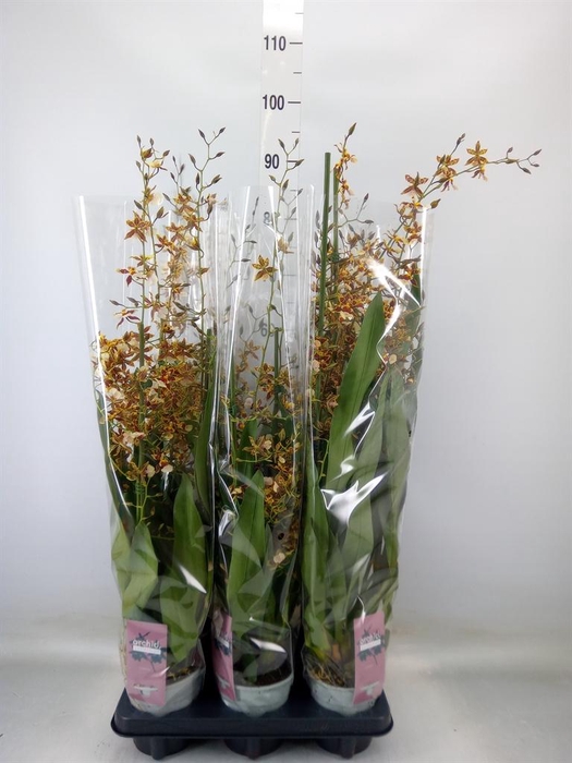 <h4>Oncidium  'Barrocco Bronze'</h4>
