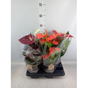 Anthurium   ...mix 4