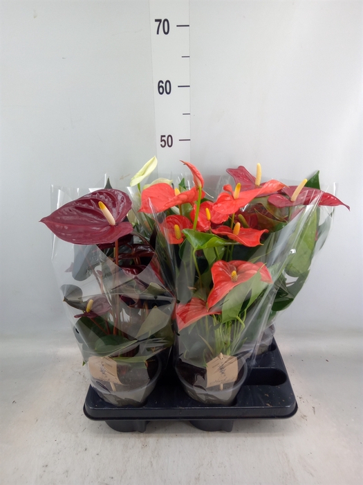 <h4>Anthurium   ...mix 4</h4>